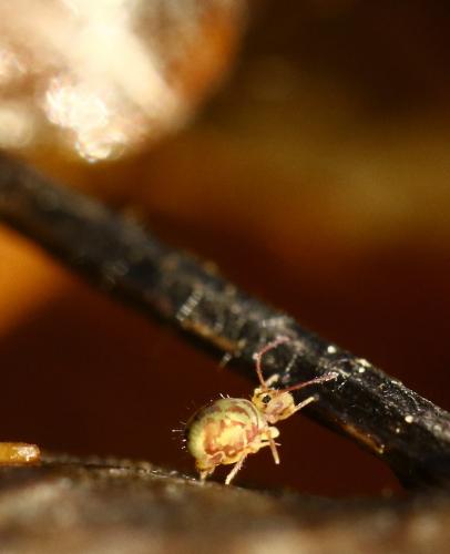 Dicyrtomina ornata